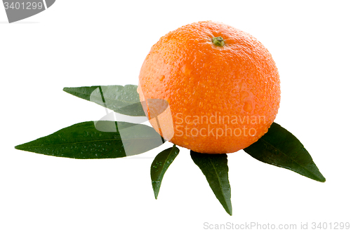 Image of Fresh orange mandarin