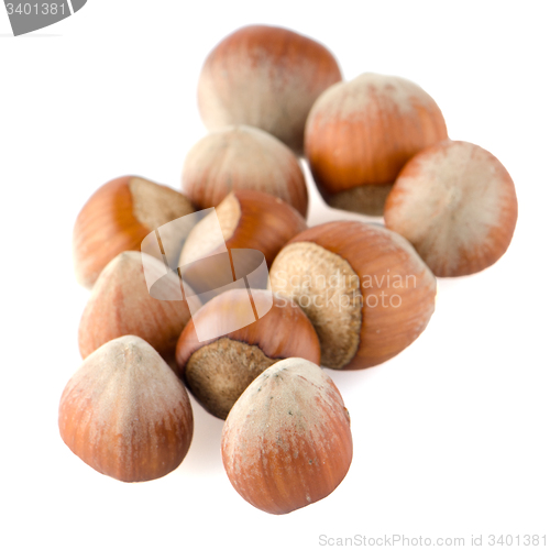 Image of Fresh hazelnuts 