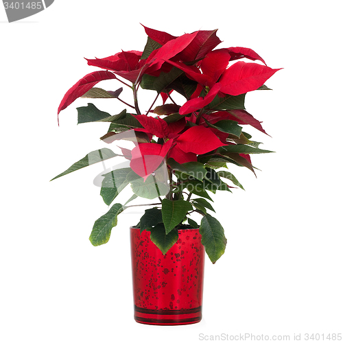 Image of Red poinsettia 