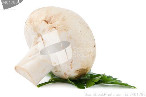 Image of Champignon mushroom and parsley leaves 