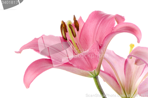 Image of Pink lilies