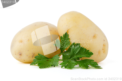 Image of New potatoes and green parsley