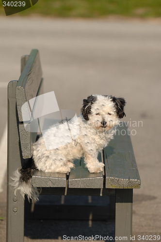 Image of Dog on a bench