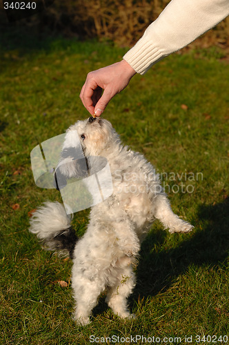 Image of Dog standing and eating