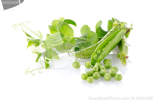 Image of Fresh green pea pod