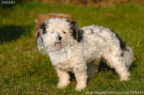 Image of Dog in the sun