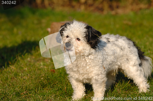 Image of Dog on grass