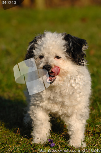 Image of Dog tongue