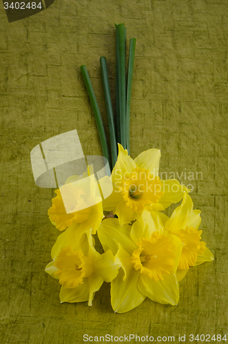 Image of Jonquil flowers