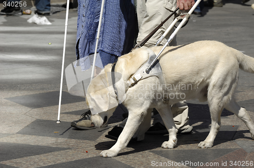 Image of Guide dog