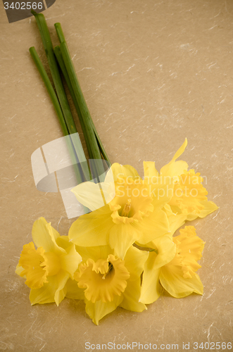 Image of Jonquil flowers