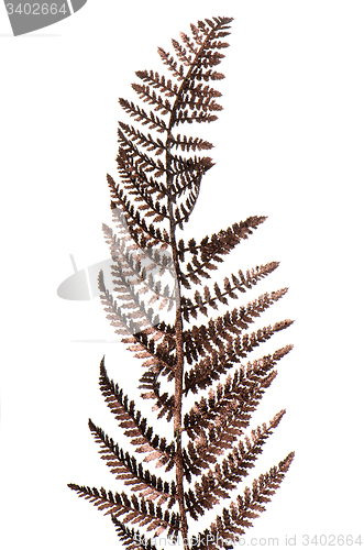 Image of Christmas decorative Brown fern leaf