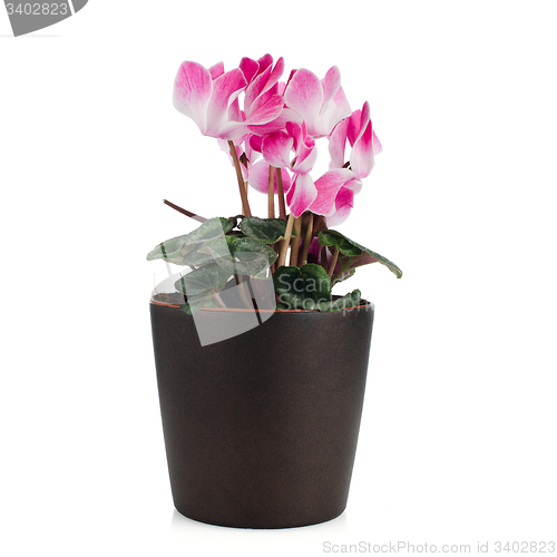 Image of Beautiful pink Cyclamen flower