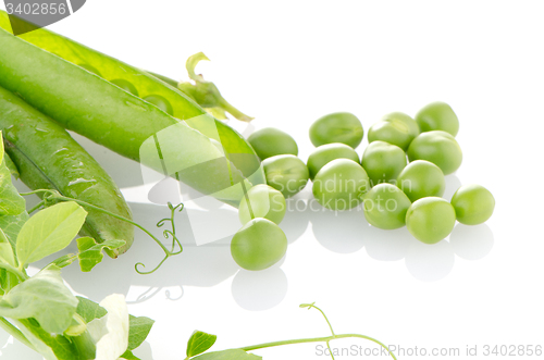 Image of Fresh green pea pod