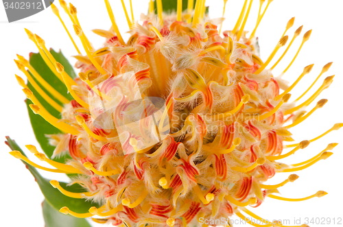 Image of Pincushion Protea