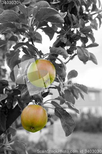 Image of Apple