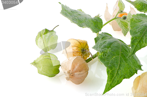 Image of Physalis fruit 