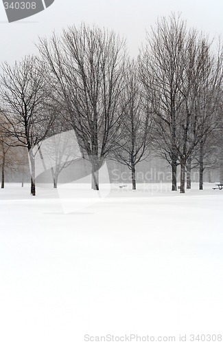 Image of Trees during winter blizzard