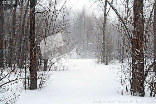 Image of Winter forest in snow