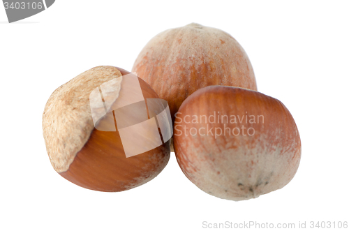 Image of Fresh hazelnuts 