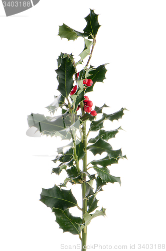 Image of Christmas holly branch