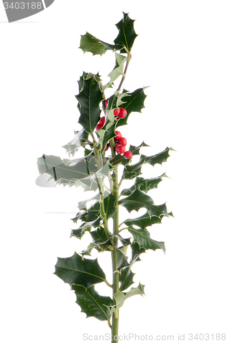 Image of Christmas holly branch