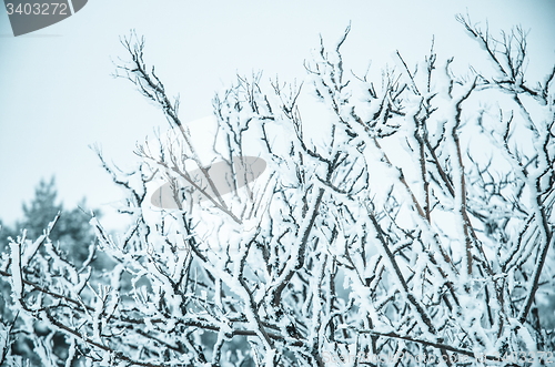 Image of Snow and frost covered pine trees