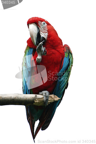 Image of Parrot