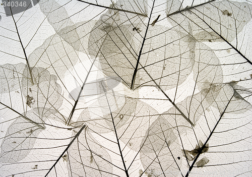 Image of Leaves