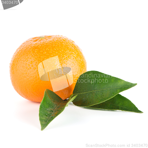 Image of Ripe tangerine or mandarin