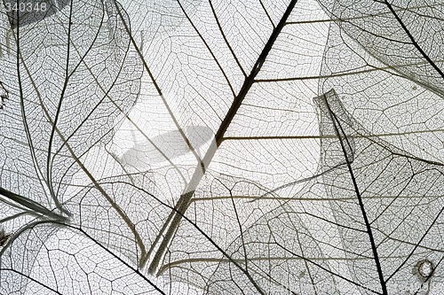 Image of Leaves