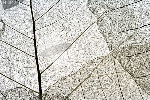 Image of Leaves