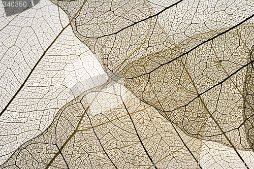 Image of Leaves