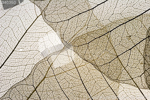 Image of Leaves