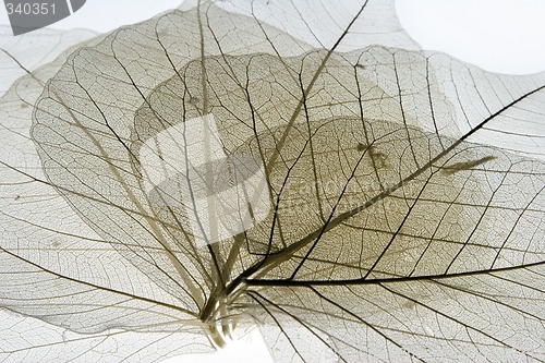 Image of Leaves