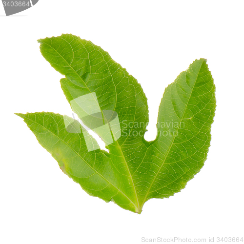 Image of Green leaf passion fruit