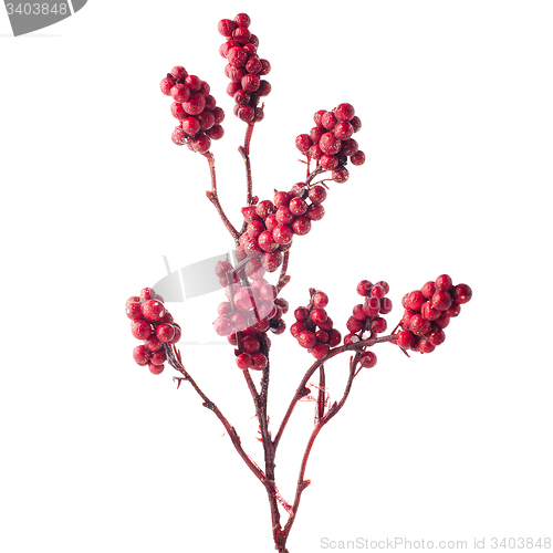 Image of Christmas arrangement