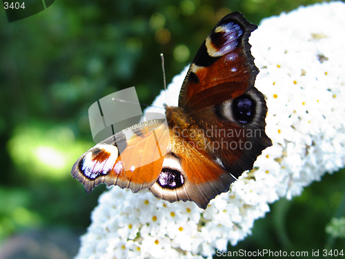 Image of peacock butterfly