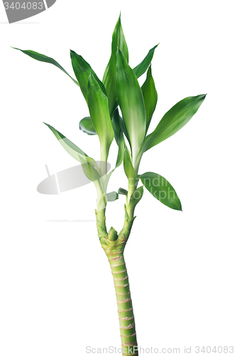 Image of Green bamboo 