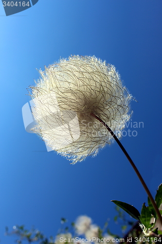 Image of Yellow Clematis, Seed with silky tails. Clematis tangutica.