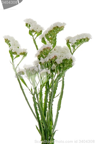 Image of White statice flowers