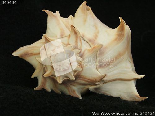 Image of shell