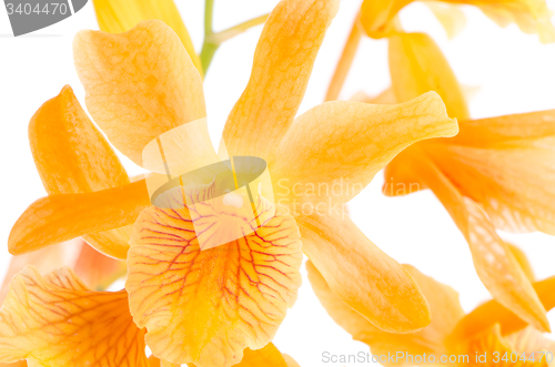 Image of Closeup of orange dendrobium flowers