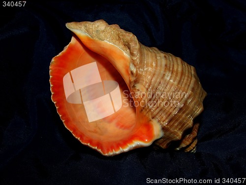 Image of shell