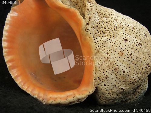 Image of shell