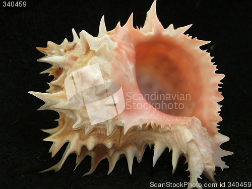 Image of shell