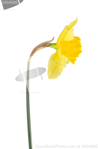 Image of Jonquil flower