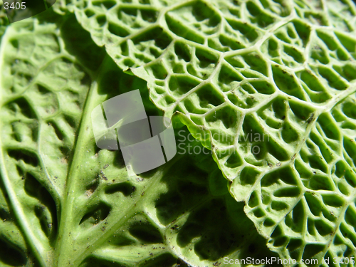 Image of savoy cabbage