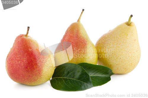 Image of Three ripe pears