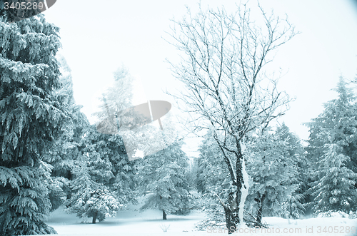 Image of Snow and frost covered pine trees